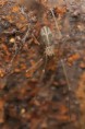 /album/pholcidae/pholcus-opilionoides-jpg/